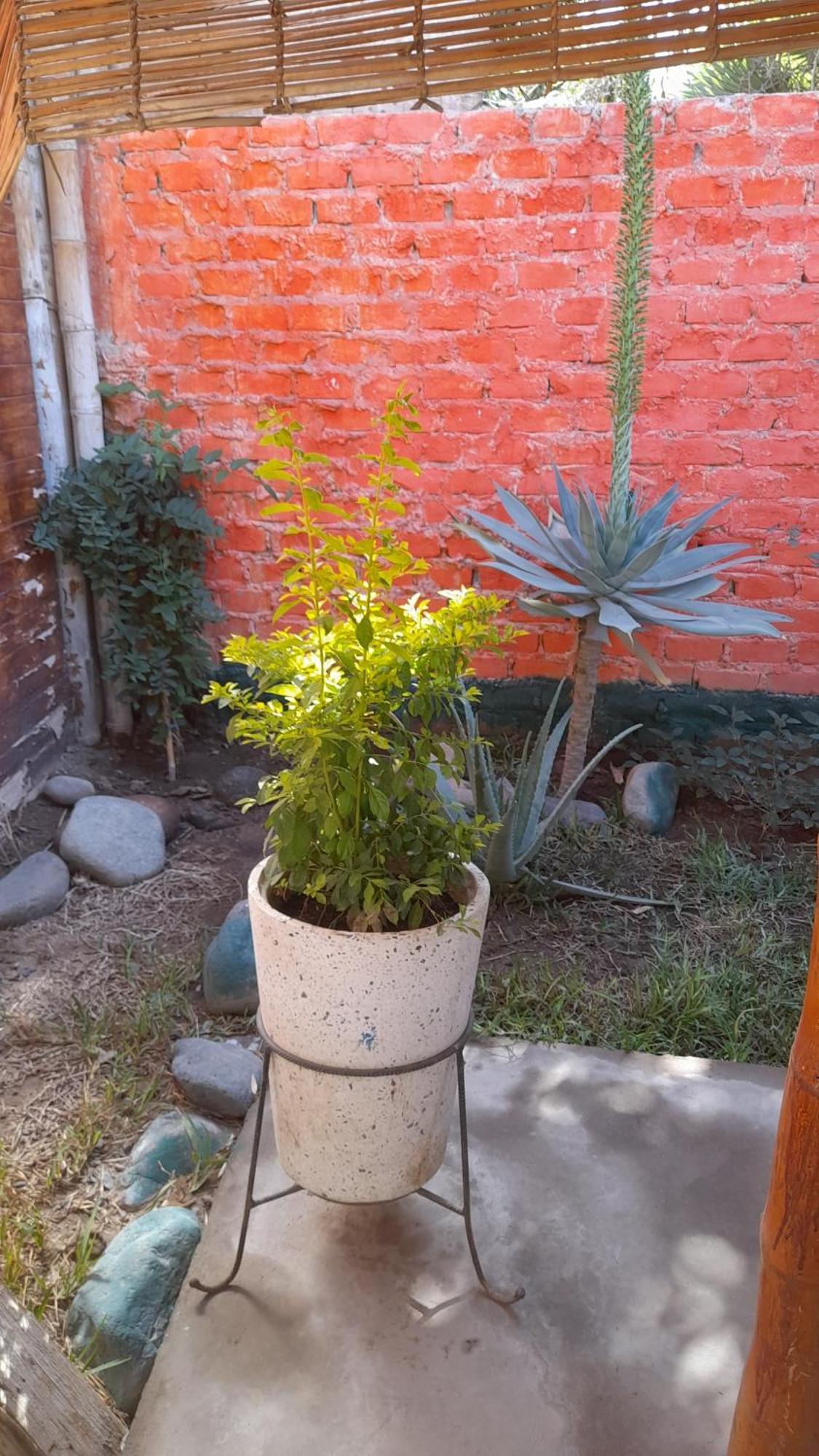 Nasca Trails B&B Nazca Ngoại thất bức ảnh